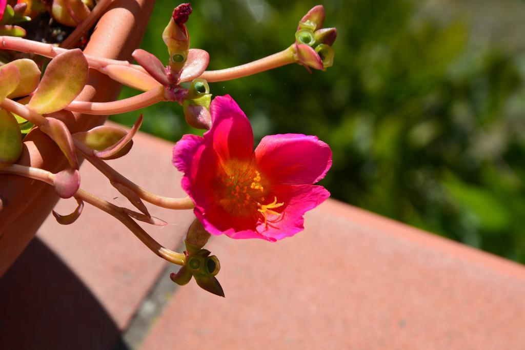 הוילה Forio di Ischia Agriturismo La Pergola מראה חיצוני תמונה